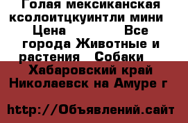 Голая мексиканская ксолоитцкуинтли мини › Цена ­ 20 000 - Все города Животные и растения » Собаки   . Хабаровский край,Николаевск-на-Амуре г.
